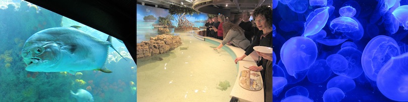 New England Aquarium